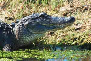 american alligator st johns river