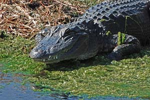 alligator in the mosquito lagoon