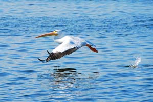 indian river white pelican