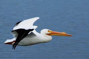 white pelican flying