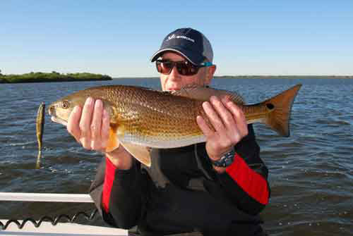 redfish - red drum