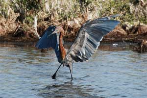 reddish egret