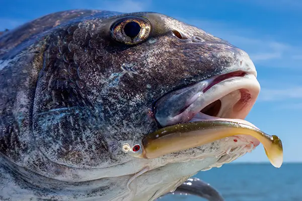 DOA CAL Lure in Mosquito Lagoon