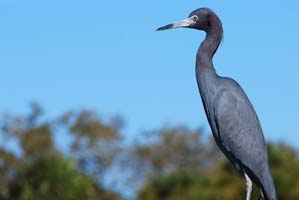 little blue heron