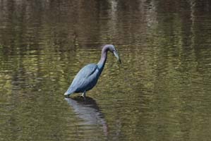 blue heron in mosquito lagoon