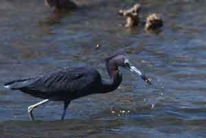 blue heron