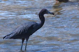 blue heron fishing