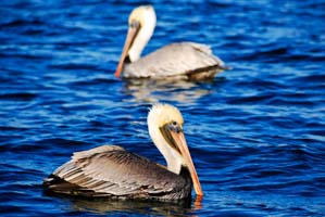 Mosquito lagoon brown pelican