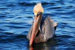 brown pelican