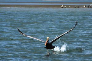 indian river pelican