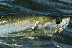 redfish double