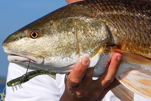 Redfish caught while fishing a DOA Shrimp in Mosquito Lagoon