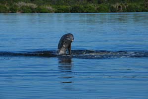 mosquito lagoon  jumping dolphin