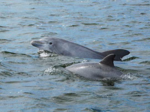 Dolphins swimming beside the boat