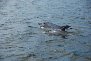 mosquito lagoon dolphins