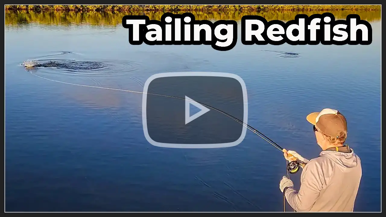 Tailing redfish on a Mosquito Lagoon fly fishing charter