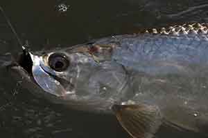 fly fishing for tarpon