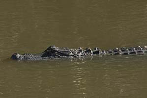 mosquito lagoon gator