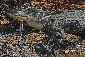 Indian River gator