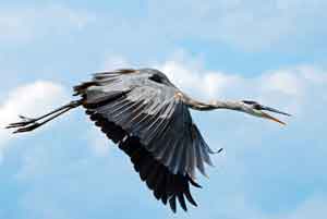 great blue heron