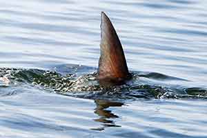 indian river tarpon