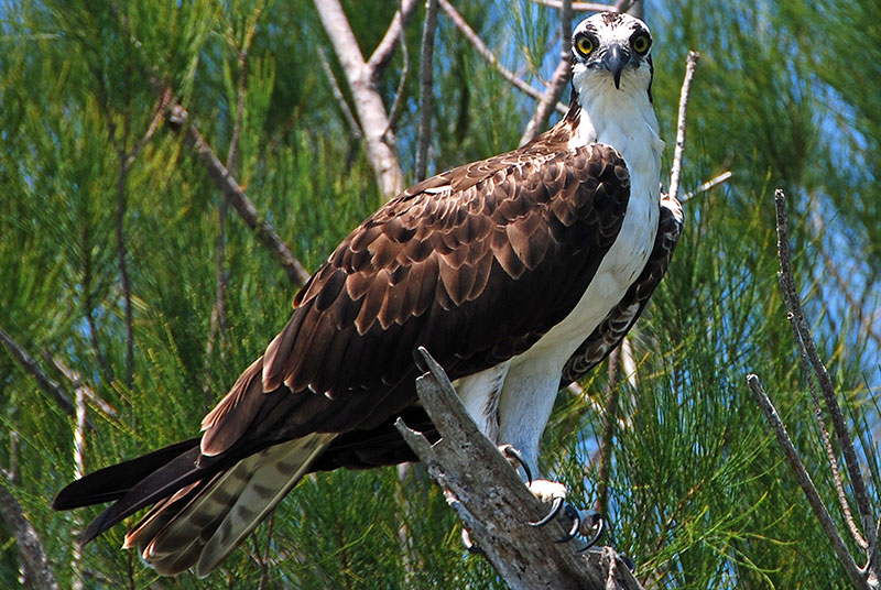 light tackle fishing orlando