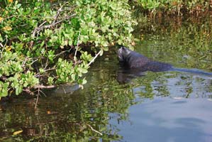 mosquito lagoon manatee guide