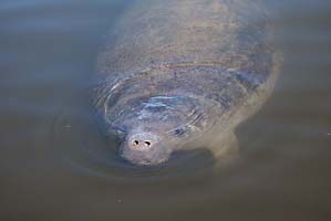 mosquito lagoon manatee trips