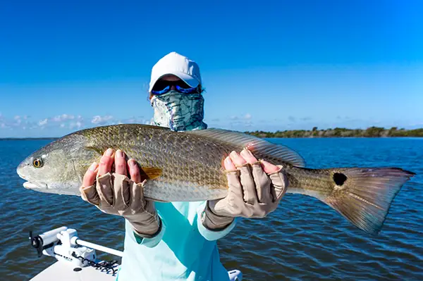 A mosquito lagoon redfish