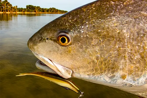 mosquito lagoon fishing tactics
