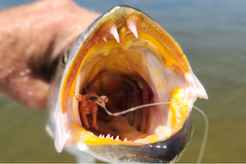 mosquito lagoon speckled trout