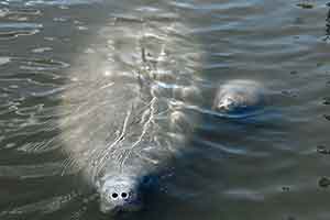 Mosquito lagoon mother and baby manatee