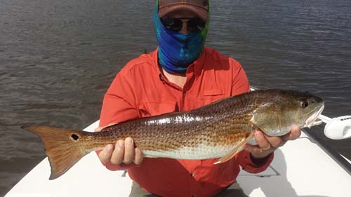 Indian River Lagoon Redfish