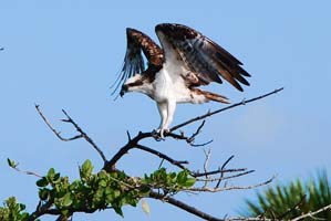 osprey in tree