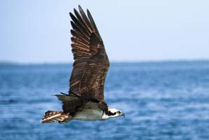 osprey in the mosquito lagoon