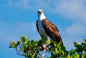 osprey