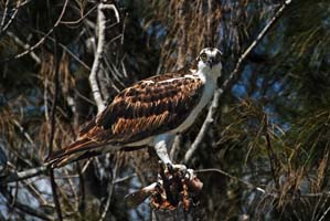 osprey eating fish