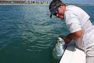 indian river dolphin