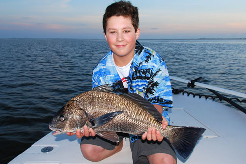 black drum in mosquito lagoon