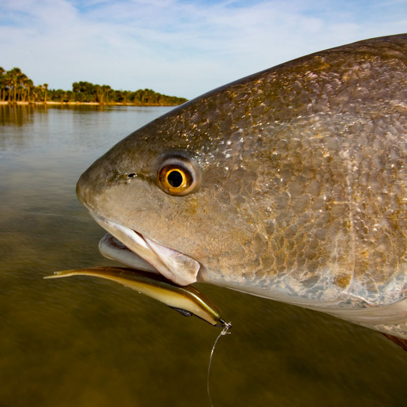Redfish fishing lures in florida