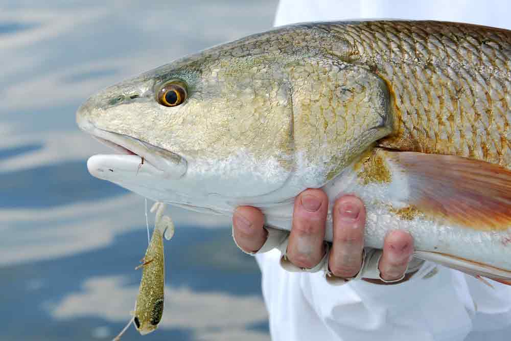 Fishing Tackle for Redfish