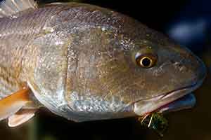 mosquito lagoon redfish on fly