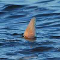 tailing mosquito lagoon redfish