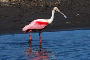 Mosquito lagoon roseate spoonbill