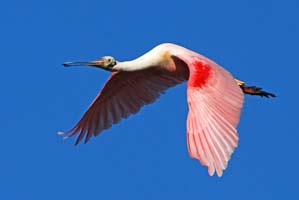 Indian River spoonbill