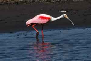 roseate spoonbill