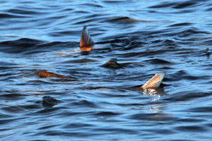 tailing redfish on the flats