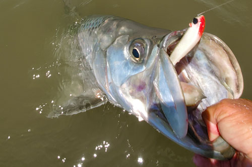 tarpon fishing charters near orlando