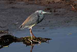 tricolored heron