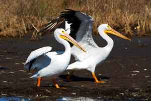 white pelican